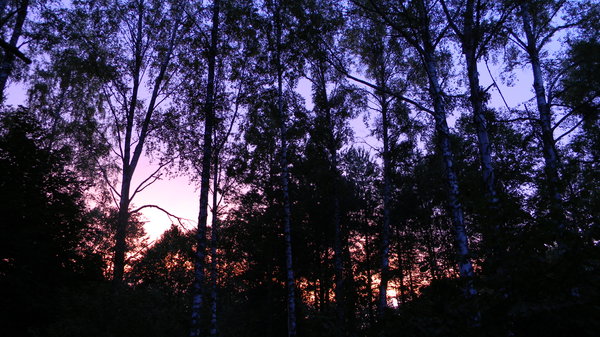 Belarusian Sunset: The sun setting in the forest in Belarus, July 2010.