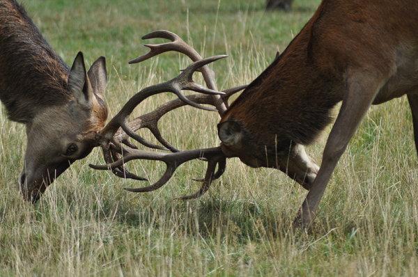 Deers play fighting