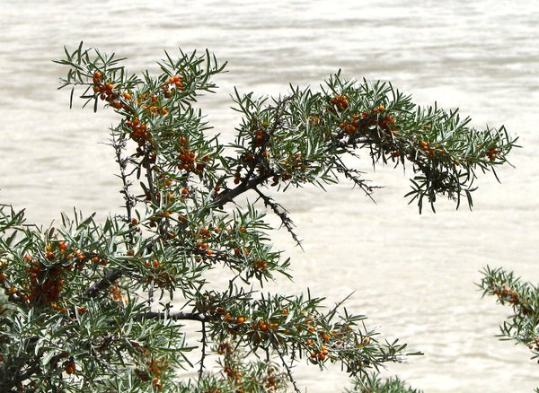 Sea-buckthorn Plants