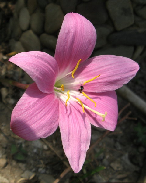 Himalayan flower 2