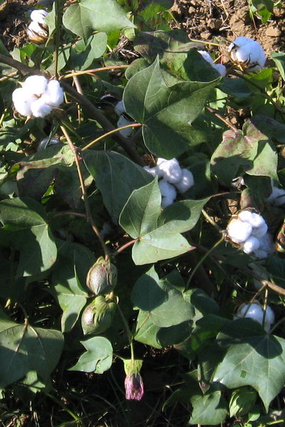 Cotton plants 2