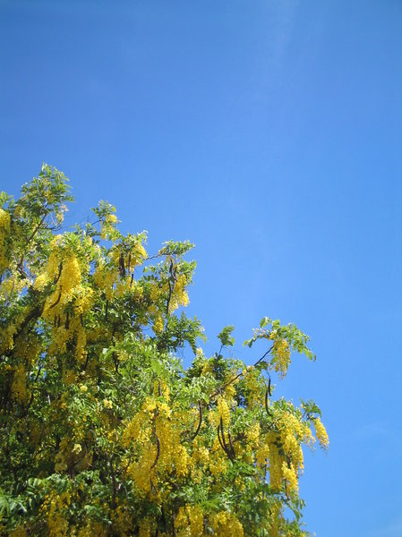 Yellow sky