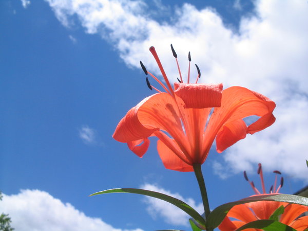 Flower in sky 1