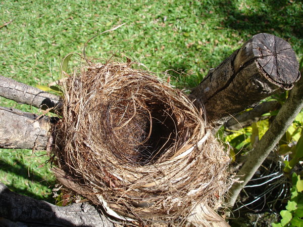 Empty nest 3