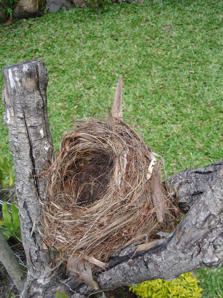 Empty nest 1