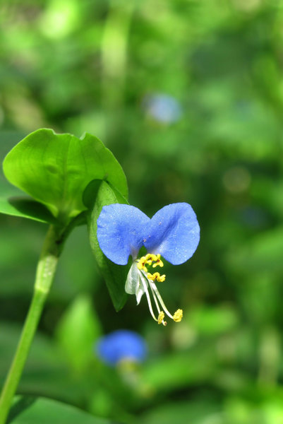 flor azul salvaje: 