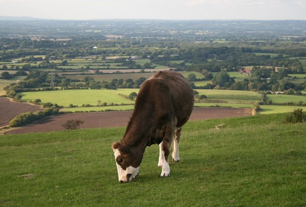Cow on the hill