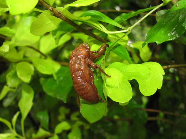 cicada shell