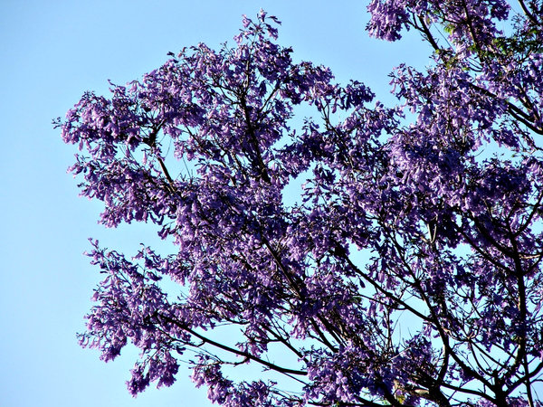purple flowering tree jacaranda