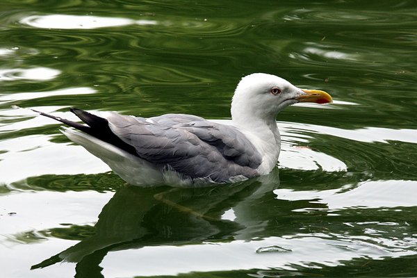 Seagull 5