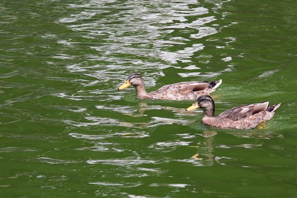 Lake ducks 4