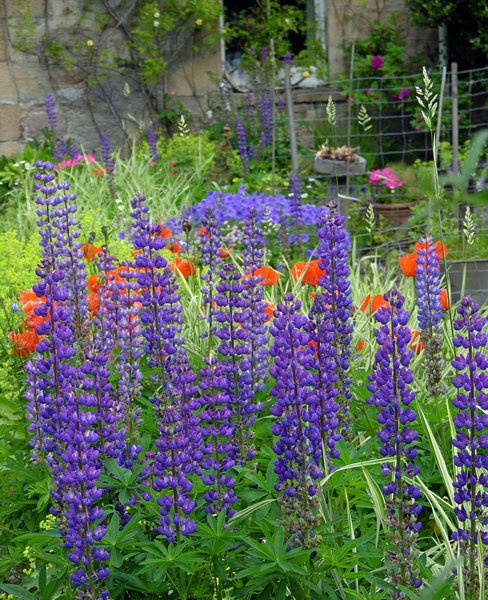 Lupin & Poppies