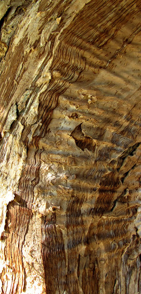 paperbark tree textures