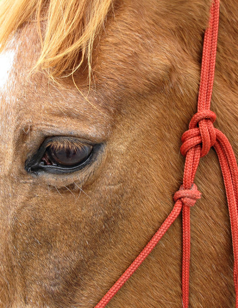 blink of an eye: close up of horse's face and eye