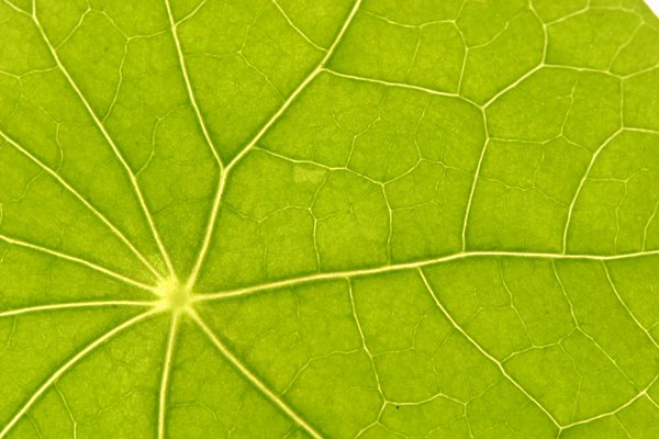 nasturtium leaf 2