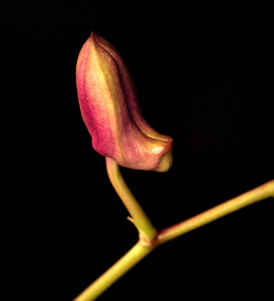 orchid bud 1