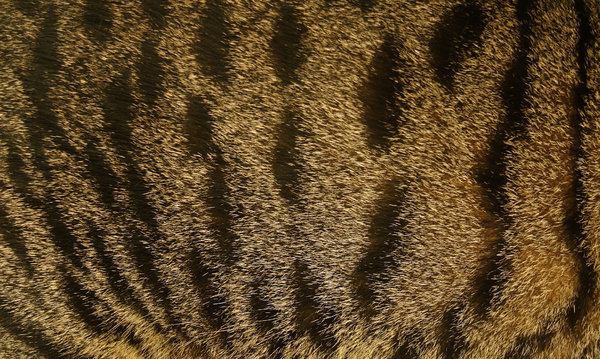 cat fur 2: All of my non human subject photos are unrestricted so you do not need to contact me for permission. If you are planning on using a photo with people, please contact me in advance. Please mind that I will not allow them to be used for any religious purpos