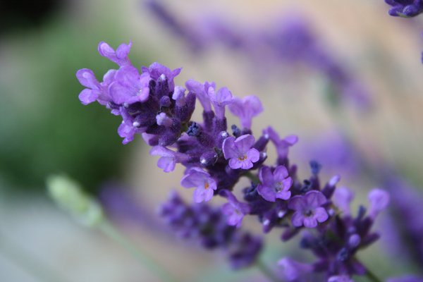 Lavendel: 
