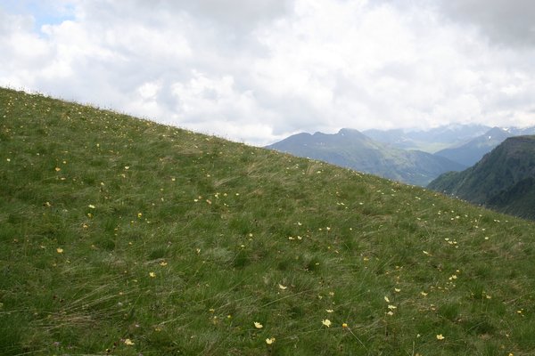 Mountain flower meadow