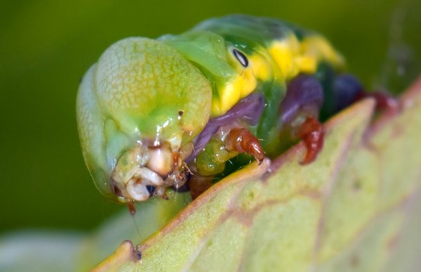 Caterpillar macro