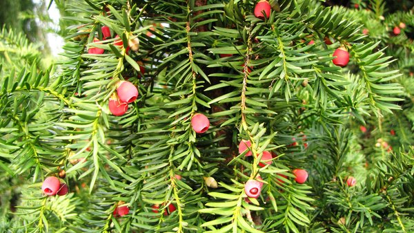 decorative pine
