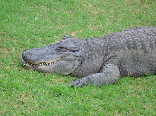 Smiling Crocodile