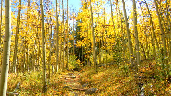 Colorado Aspen: The aspen leaves in the mountains not too far from Idaho Springs, CO. September 18, 2010. The trees turned a week or so early this year because the summer was especially dry towards the end. They say the trees will finish turning early as well.