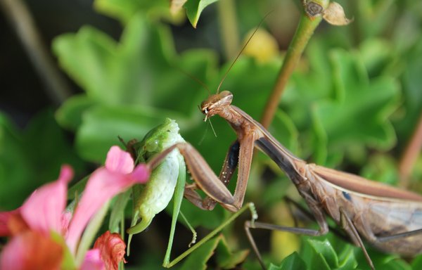 Praying Mantis eating Grasshop