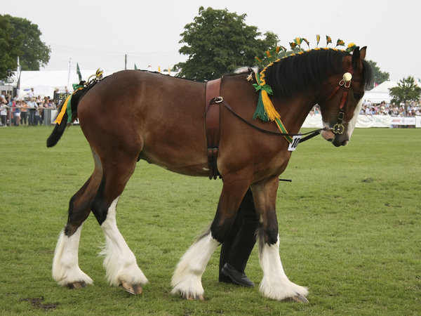 Shire horse 2