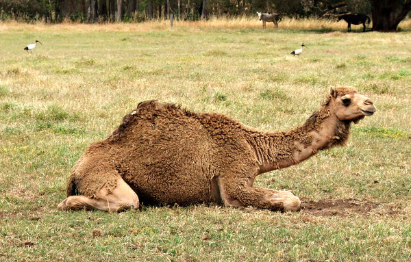 camel carpetting