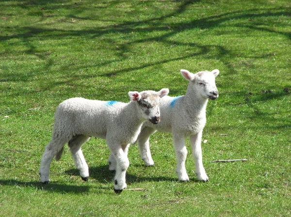 Baby Lambs: Lambs with a spring in their step
