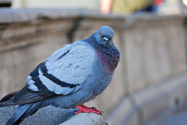 pigeon: found him in Padova,