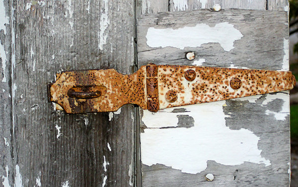 Old Rusted Hinge: An old rusted hinge on an old painted shed door.