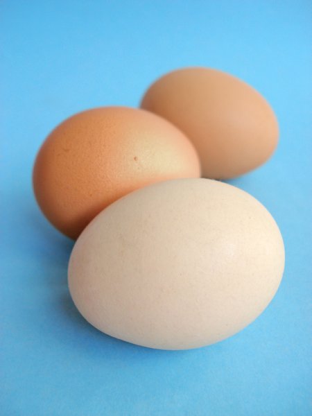 Chicken Eggs 1