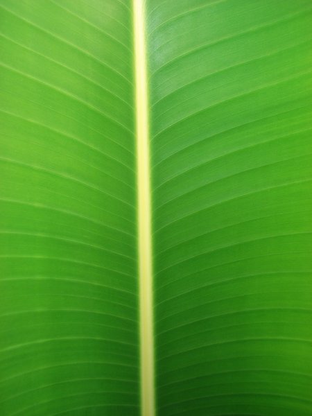 Banana Leaf 1
