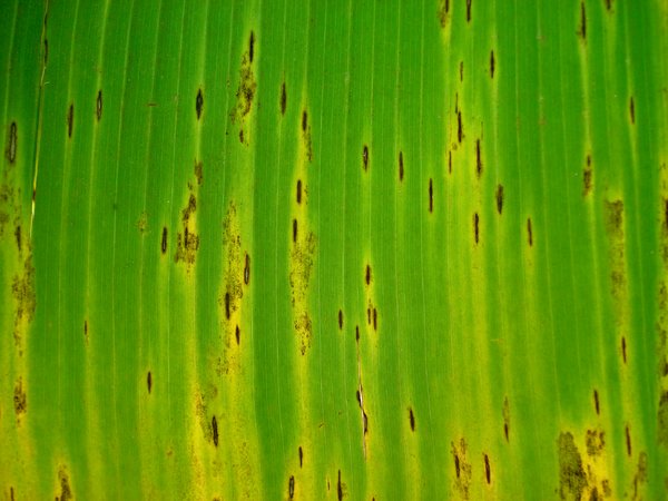 Rotten Banana Leaf 1