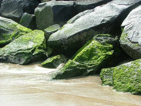 Moss on the Rocks, Ocean City 