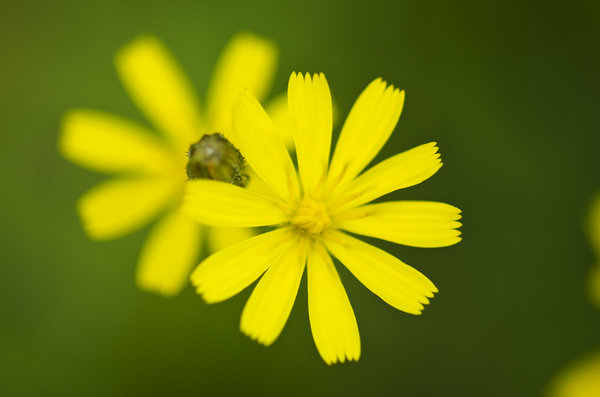 Fragile little yellow flowers