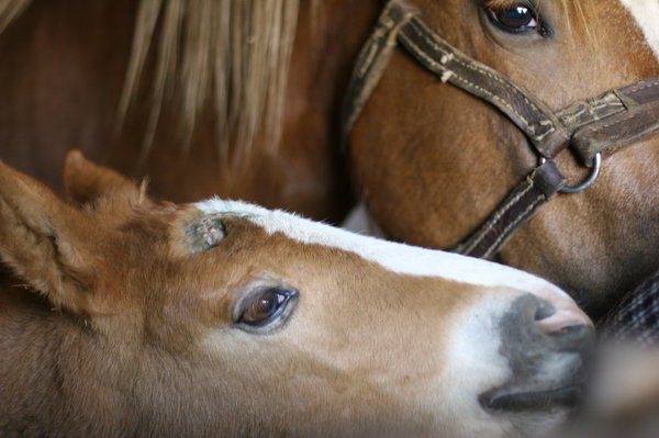 foal with mother