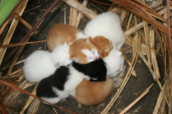 kitty: little cats