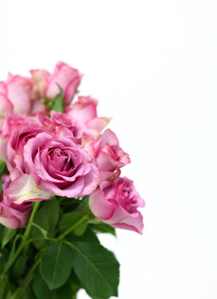 Rosas rosadas 2: 
