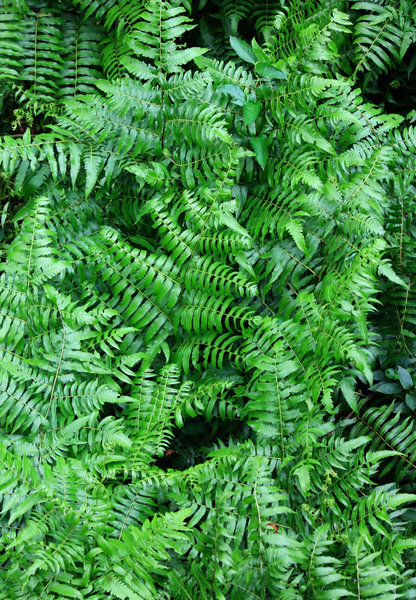 Green fern texture