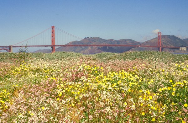 Golden Gate (1)