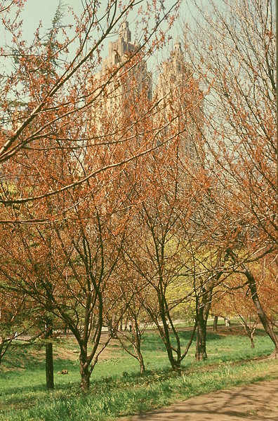 Spring at Central Park