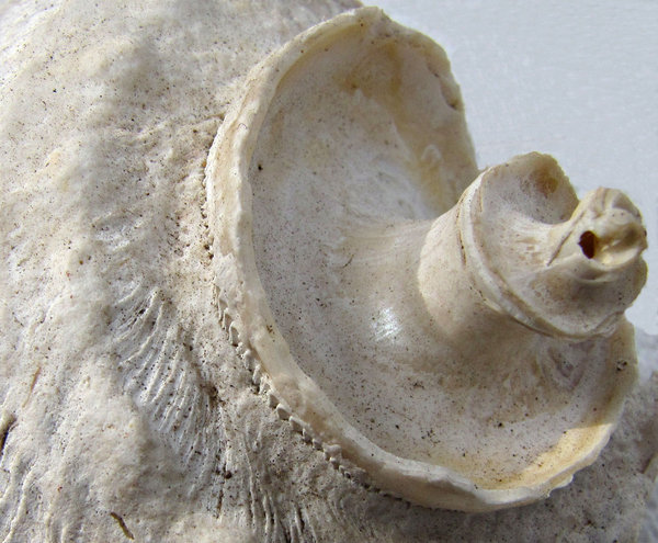 shell spiral