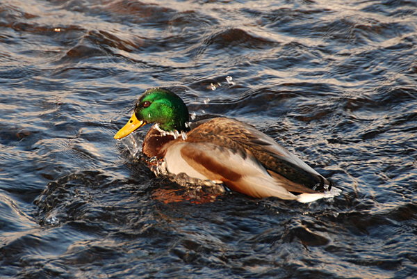 Duck od the water