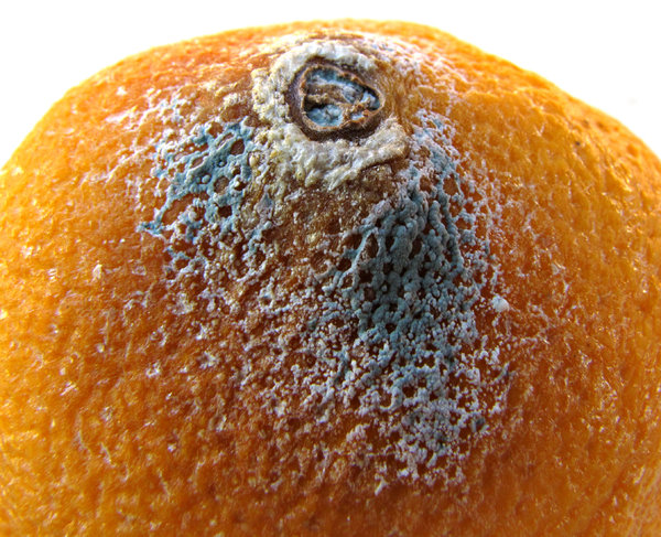 orange skin pimple: raised spot of rotting orange showing discoloration and mold