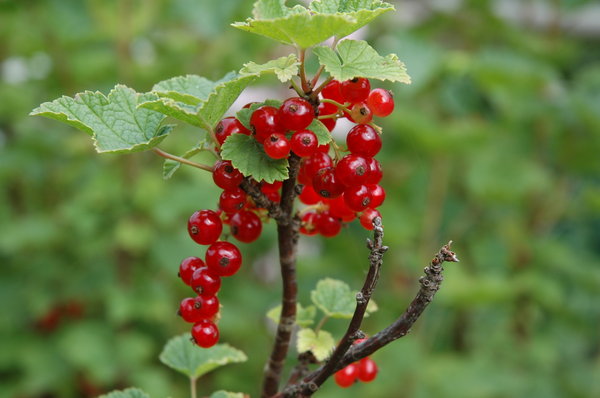 Red currant tree