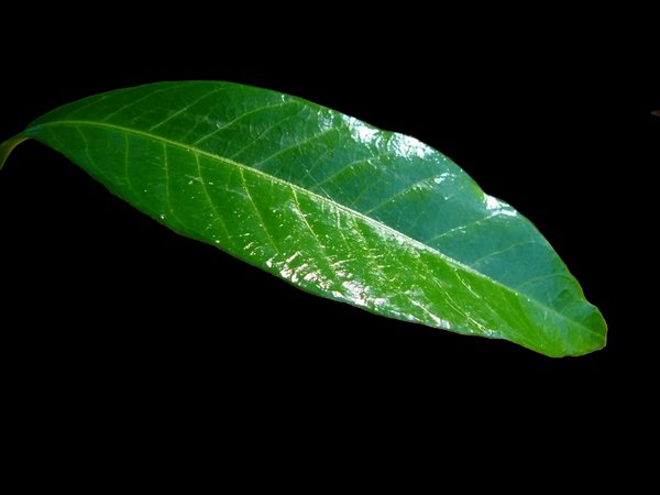 Glossy Leaf