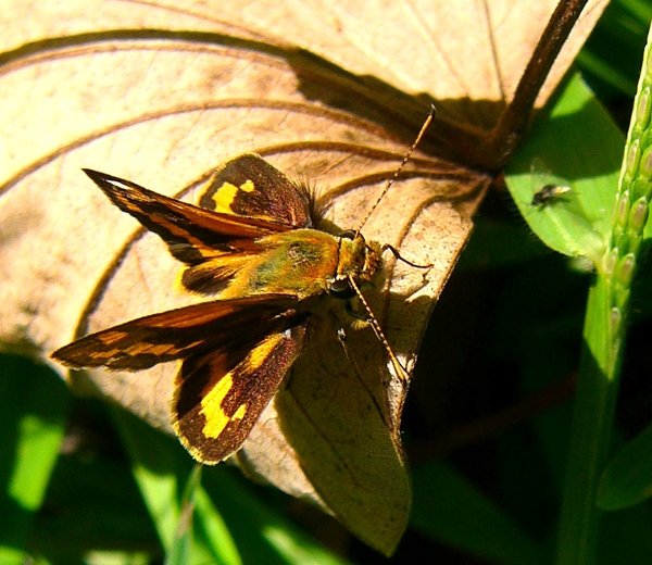 Skipper Butterfly Macro